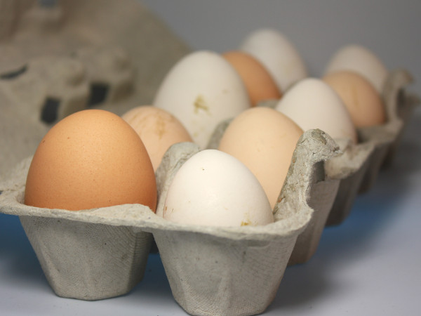 Eier von freilebenden Hühnern