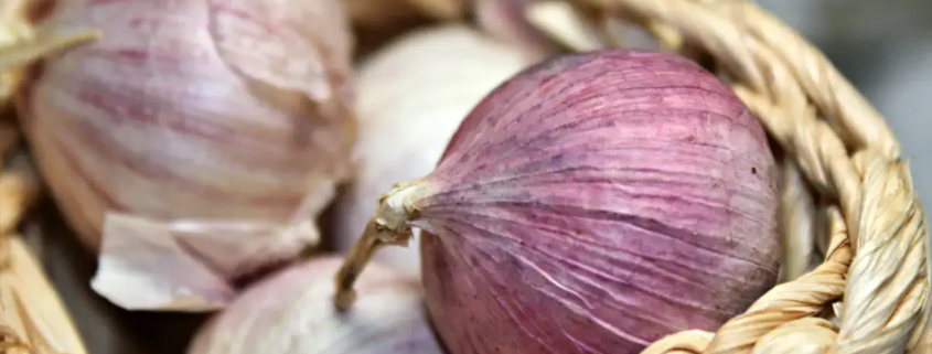 Frischer Knoblauch – so gesund ist das Gemüse
